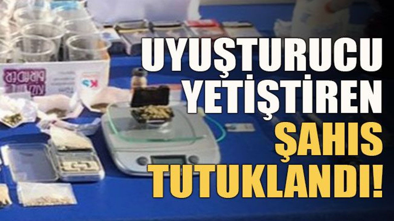 Uyuşturucu yetiştiren şahıs tutuklandı!