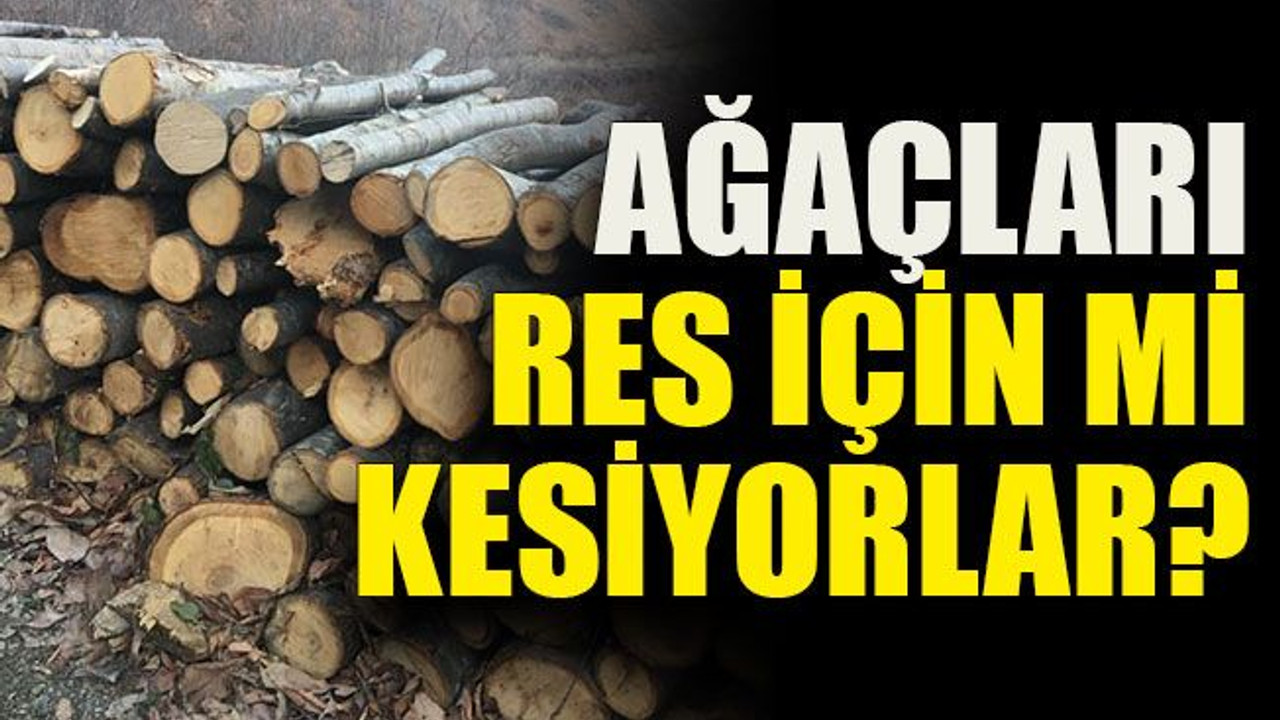 Ağaçları RES için mi kesiyorlar?
