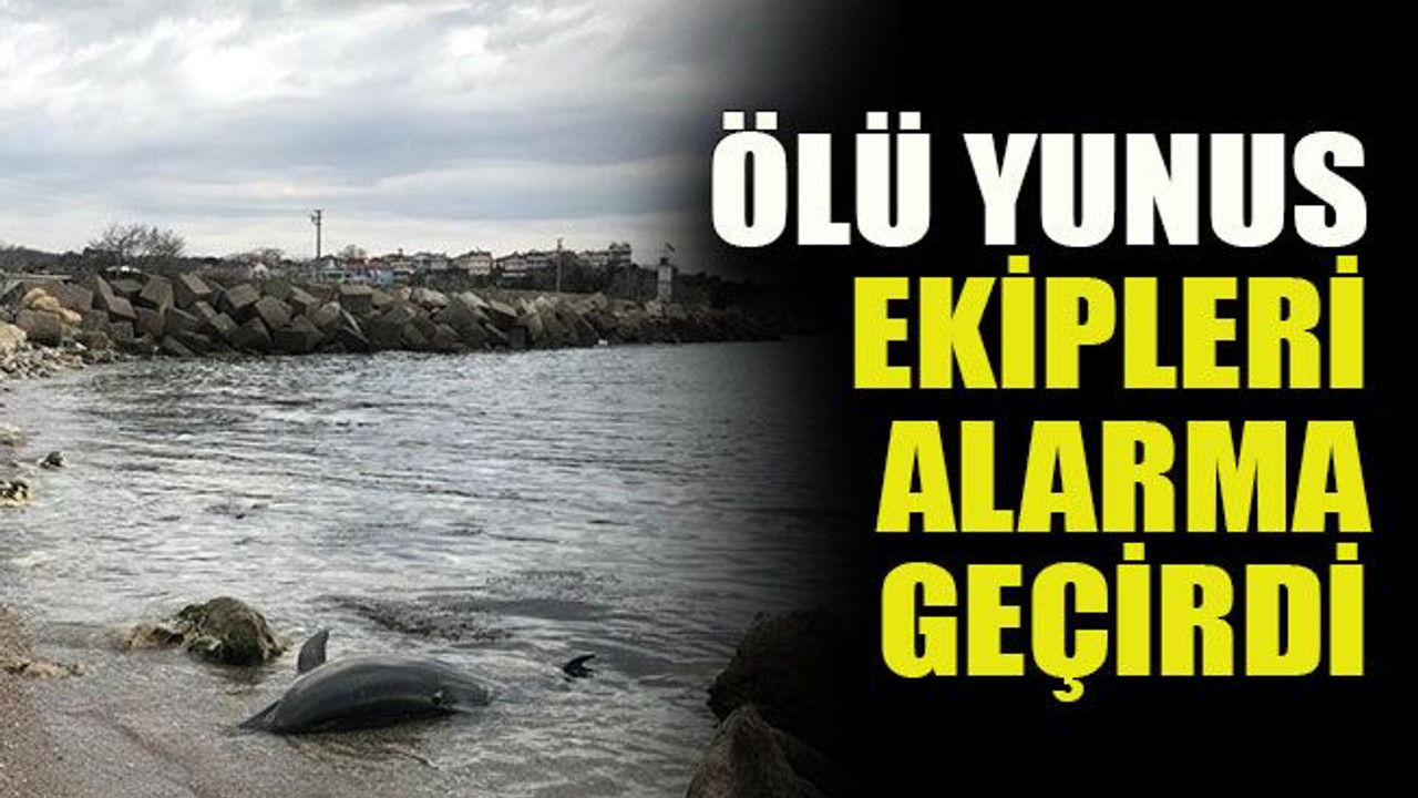 Kandıra’da ölü yunus ekipleri alarma geçirdi