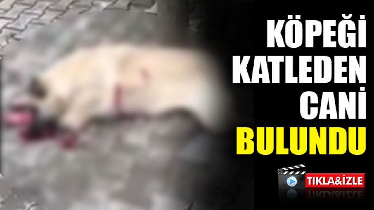 Kocaeli'de köpeği katleden cani bulundu!
