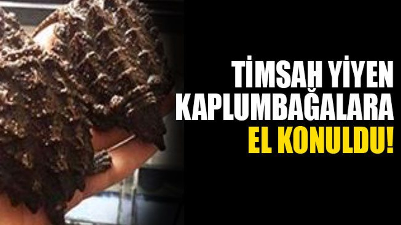 Timsah yiyen kaplumbağalara el konuldu!