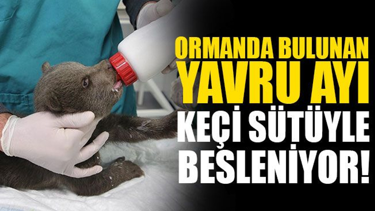 Ormanda bulunan yavru ayı, Ormanya'da keçi sütüyle besleniyor