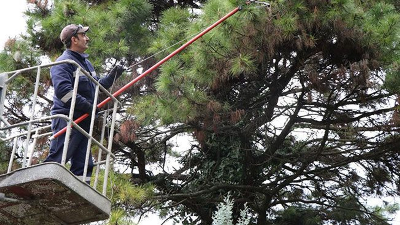 Çam kese böceğinden kurtulduk