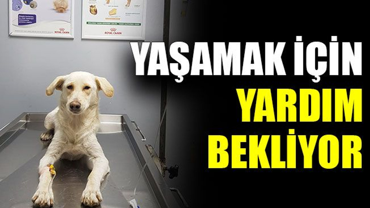 Yaşamak için yardım bekliyor
