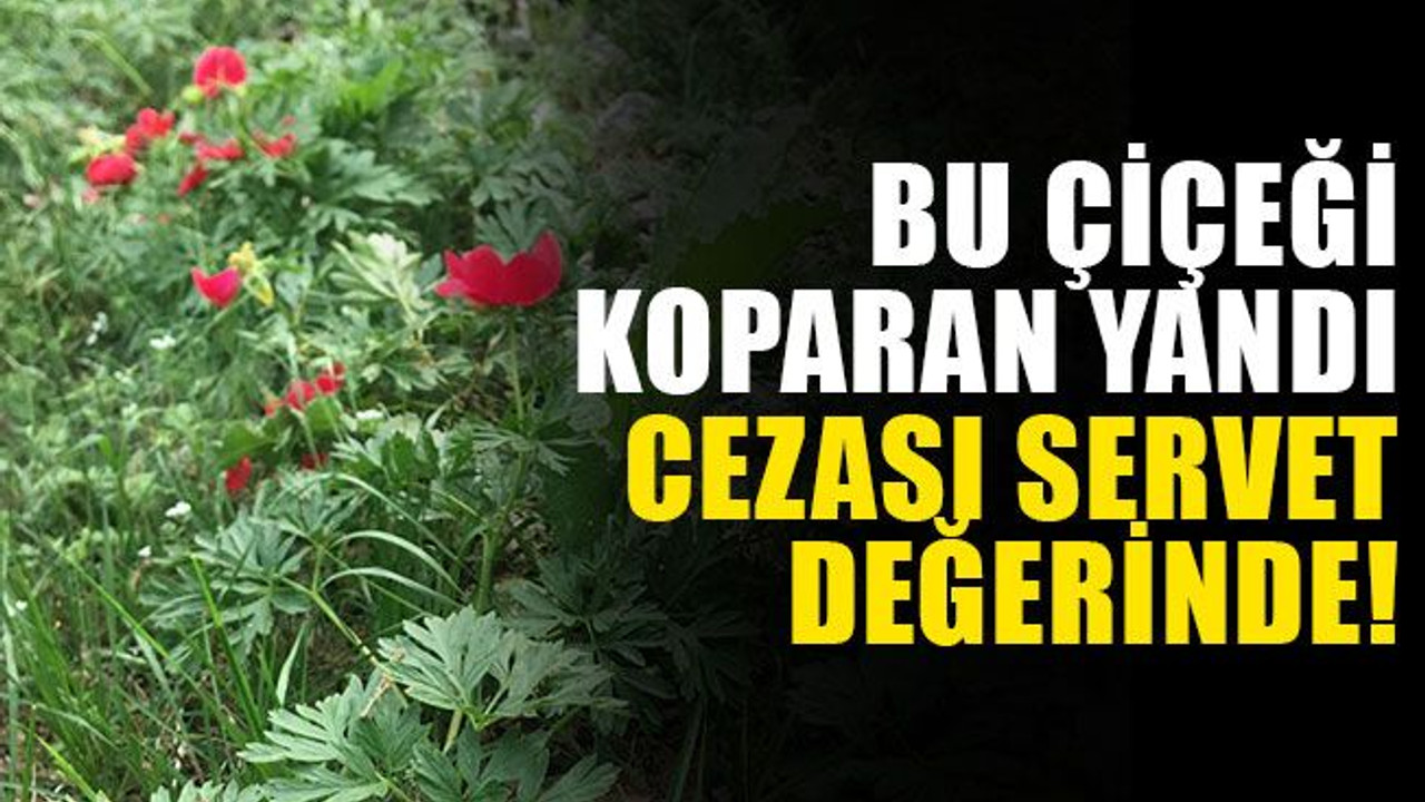 Bu çiçeği koparan yandı, cezası servet değerinde!