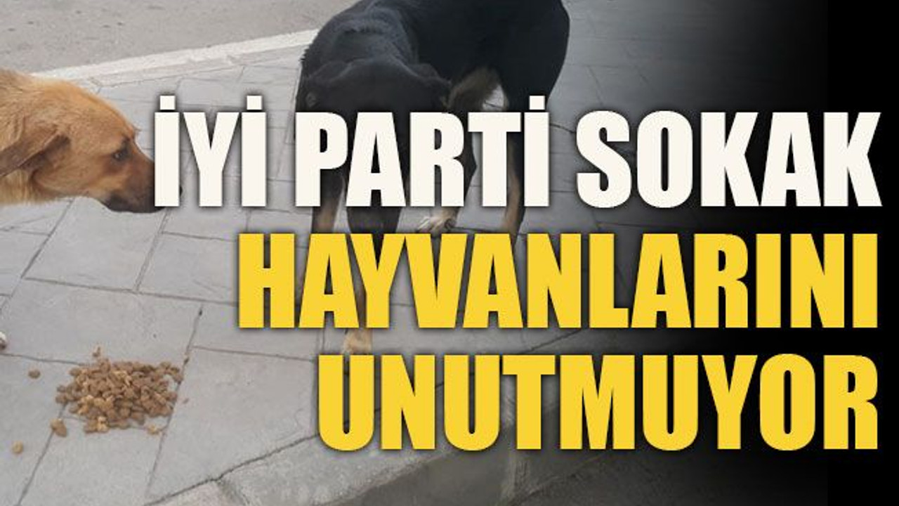 İYİ Parti sokak hayvanlarını unutmuyor