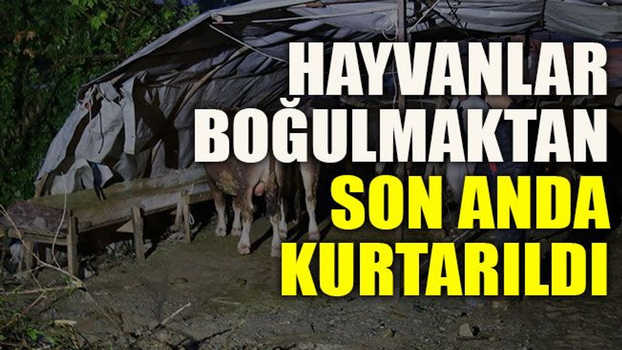 Hayvanlar boğulmaktan son anda kurtarıldı