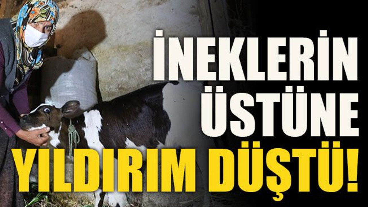 İneklerin üstüne yıldırım düştü!