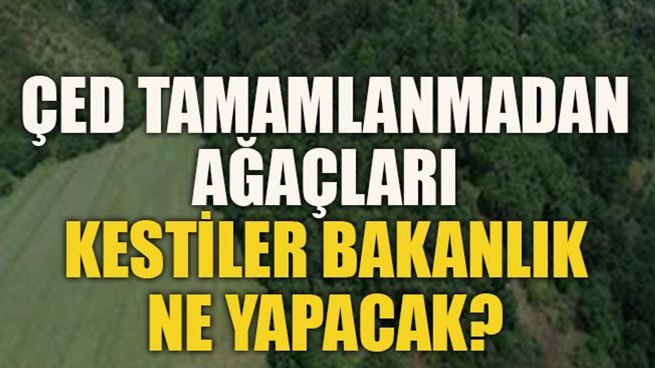 ÇED tamamlanmadan ağaçları kestiler Bakanlık ne yapacak?