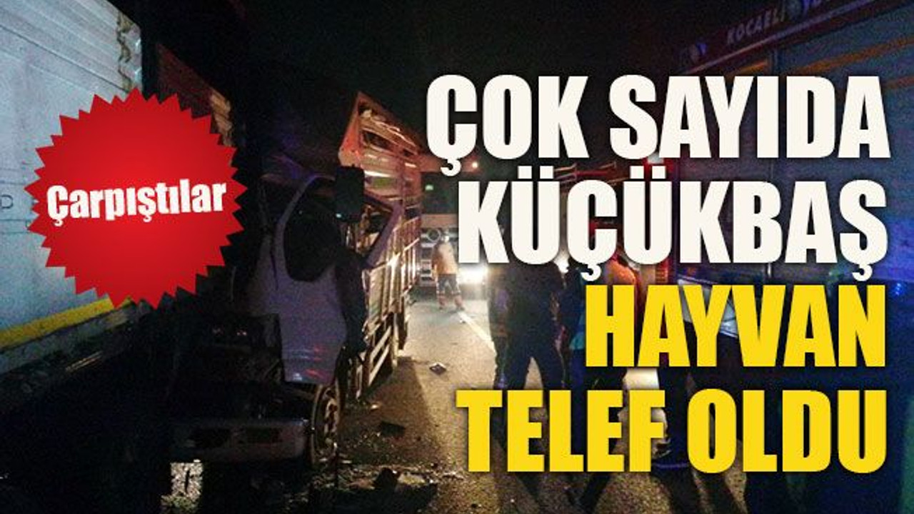 Çarpıştılar Çok sayıda küçükbaş hayvan telef oldu