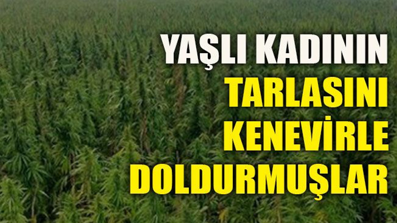 Yaşlı kadının tarlasını kenevirle doldurmuşlar