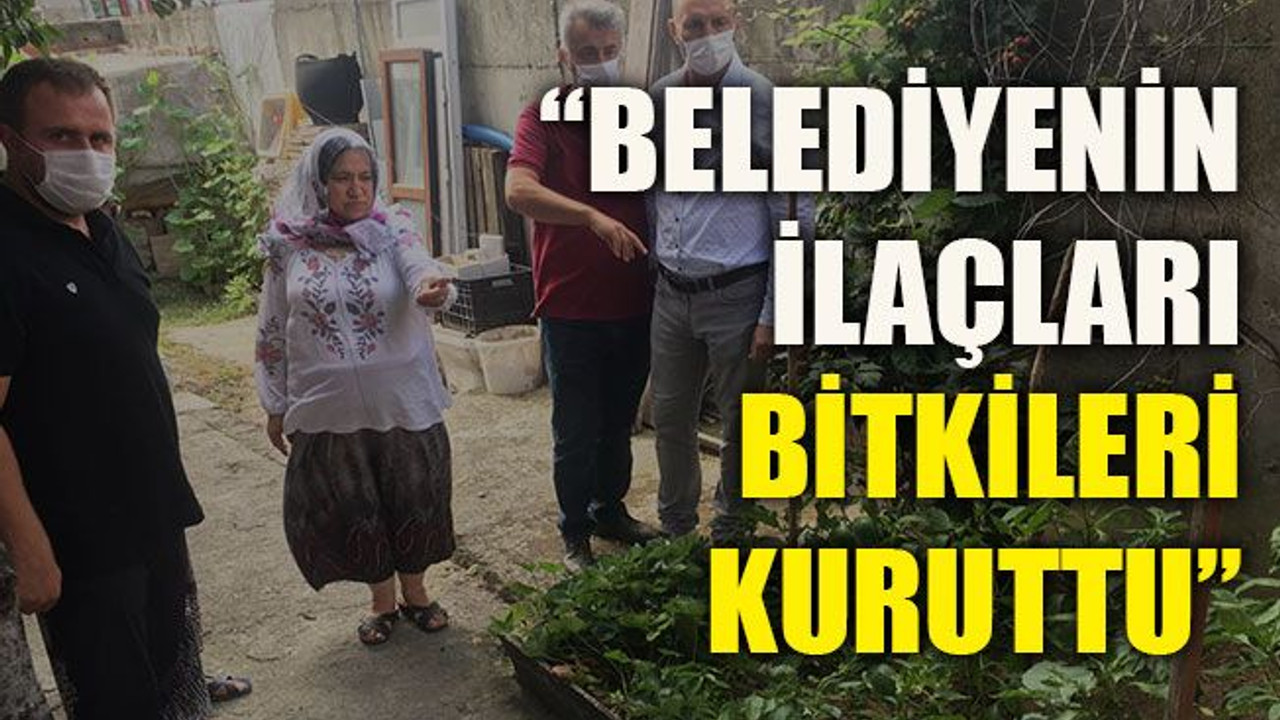 “Belediyenin ilaçları bitkileri kuruttu”