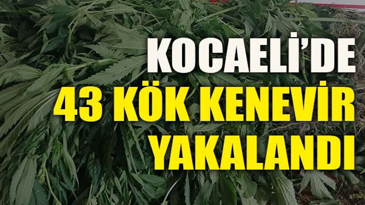 Kocaeli’de 43 kök kenevir yakalandı