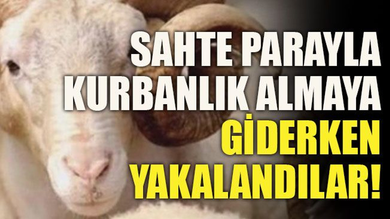 Sahte parayla kurbanlık almaya giderken yakalandılar!