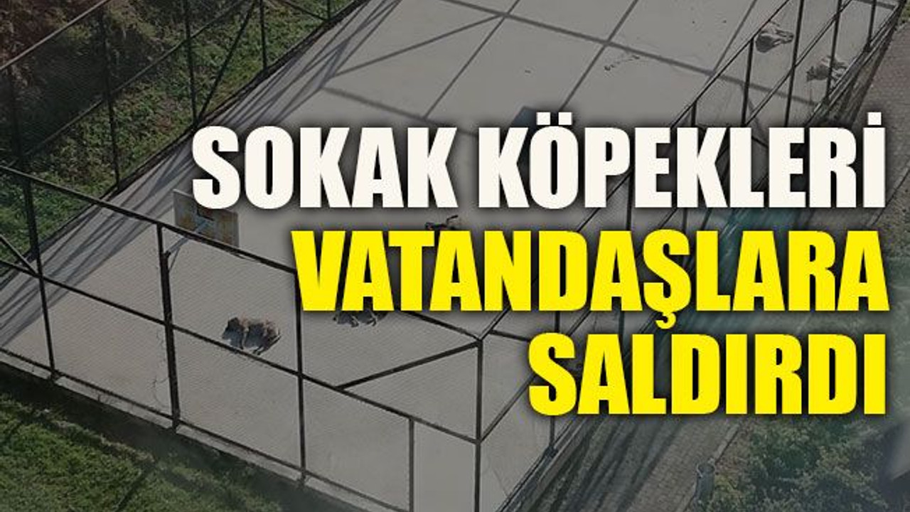 Sokak köpekleri vatandaşlara saldırdı