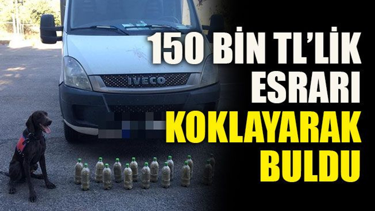 150 bin TL’lik esrarı koklayarak buldu