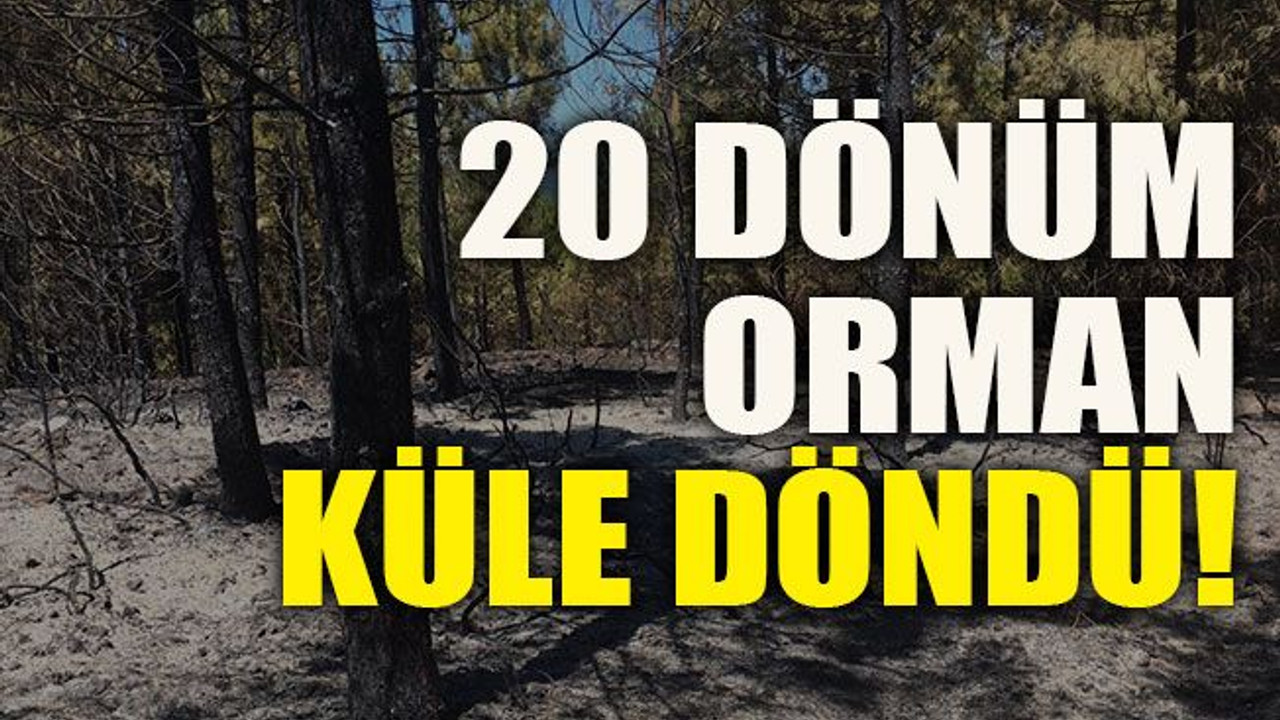 20 dönüm orman küle döndü!