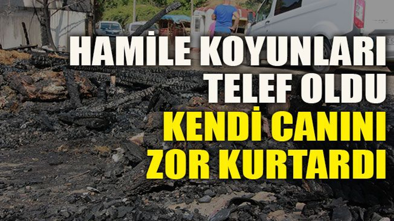 Hamile koyunları telef oldu kendi canını zor kurtardı