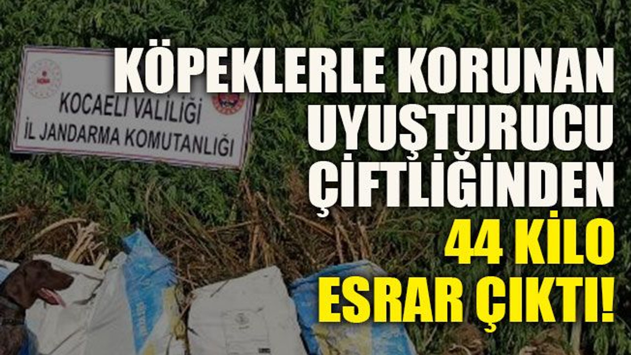Köpeklerle korunan uyuşturucu çiftliğinden 44 kilo esrar çıktı!