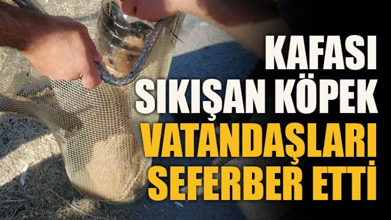 Kafası sıkışan köpek vatandaşları seferber etti
