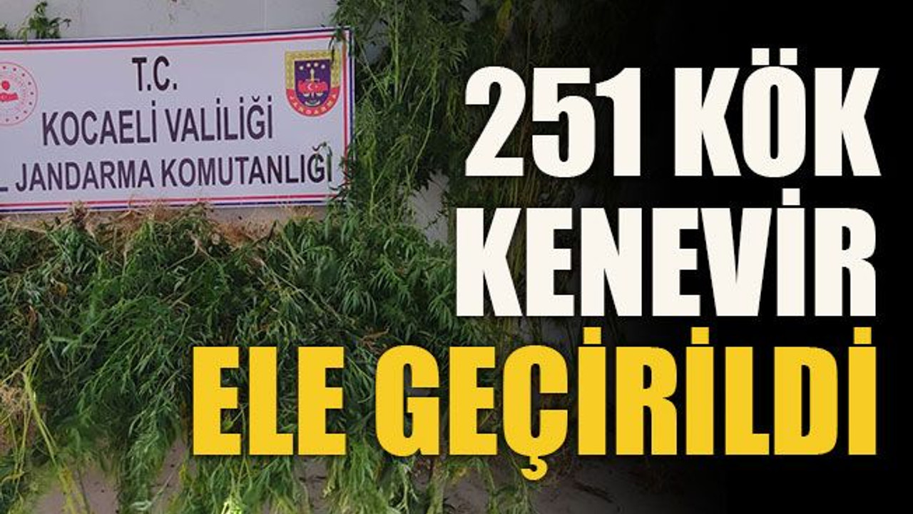 251 kök kenevir ele geçirildi