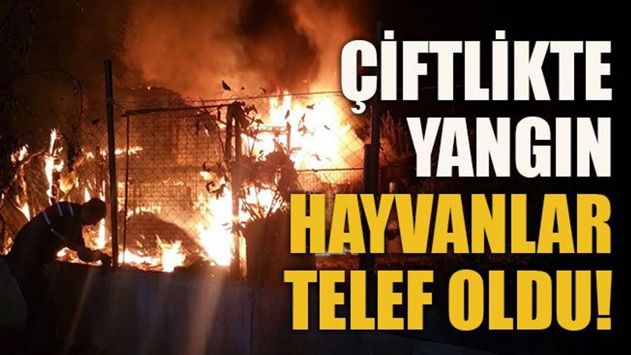 Çiftlikte yangın, hayvanlar telef oldu