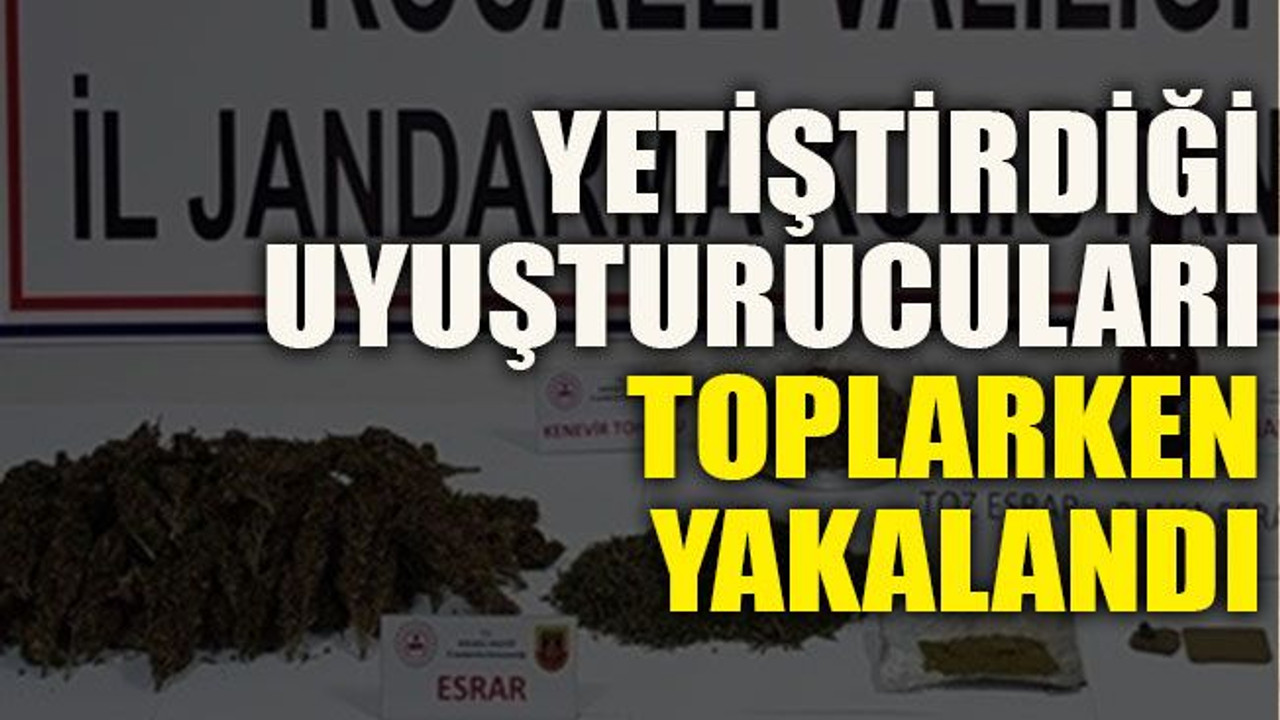 Yetiştirdiği uyuşturucuları toplarken yakalandı