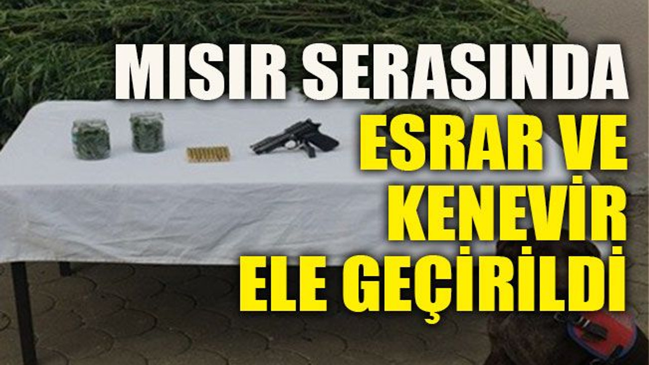 Mısır serasında esrar ve kenevir ele geçirildi