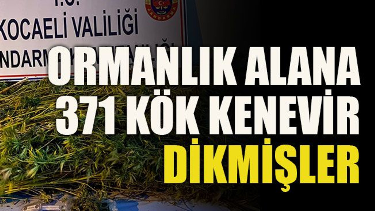 Ormanlık alana 371 kök kenevir dikmişler