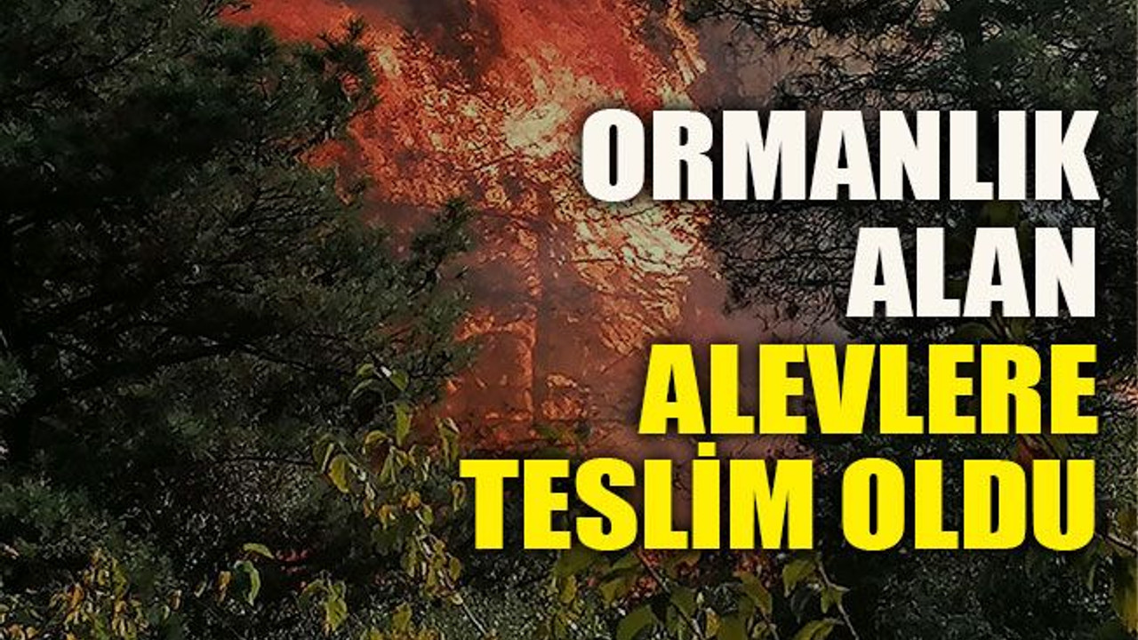 Ormanlık alan alevlere teslim oldu