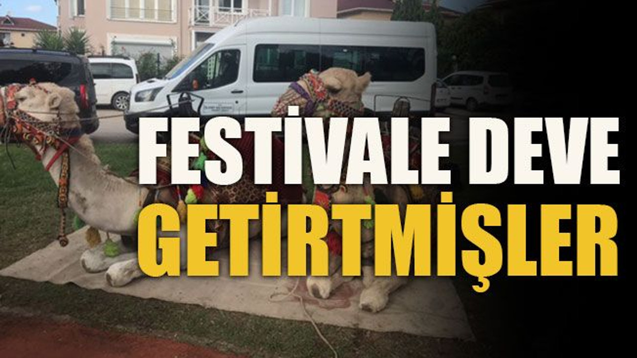 Festivale deve getirtmişler