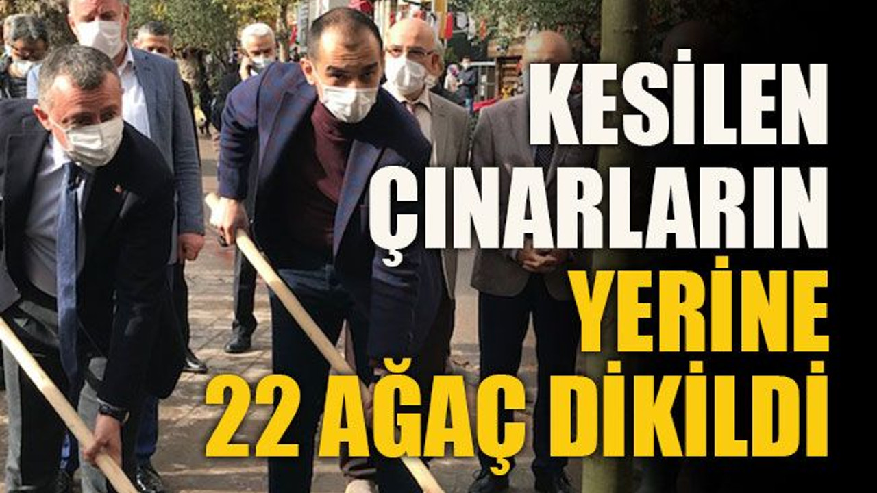 Kesilen çınarların yerine 22 ağaç dikildi