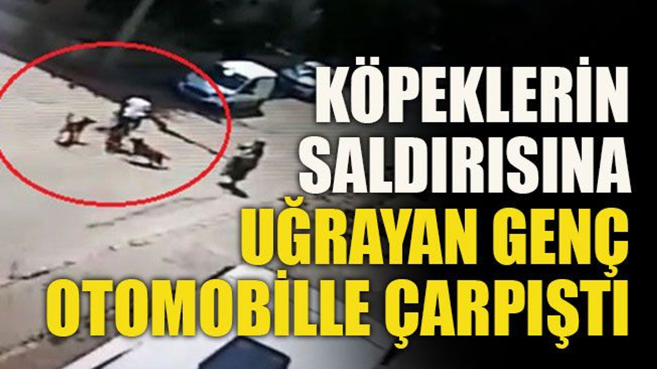 Köpeklerin saldırısına uğrayan genç otomobille çarpıştı