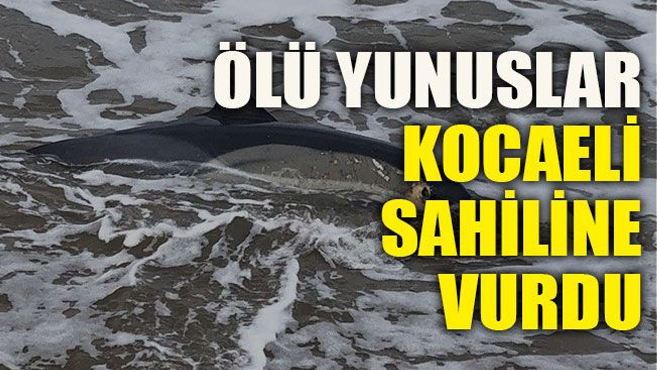 Ölü yunuslar Kocaeli sahiline vurdu