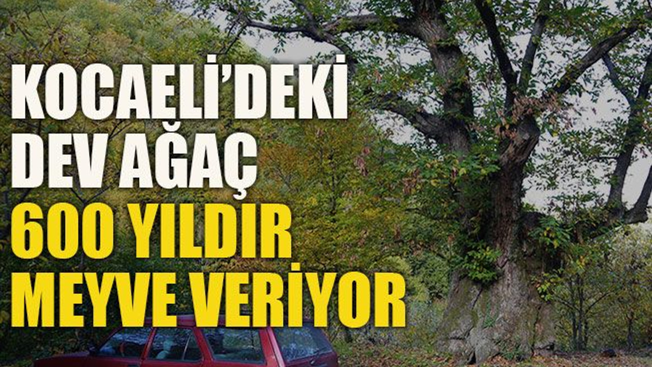 Kocaeli’deki dev ağaç 600 yıldır meyve veriyor