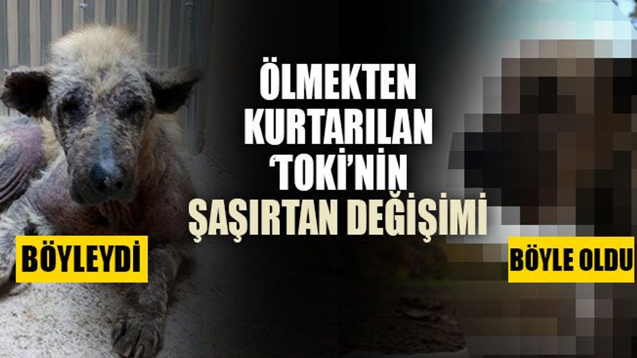 Ölmekten kurtarılan ‘Toki’nin şaşırtan değişimi