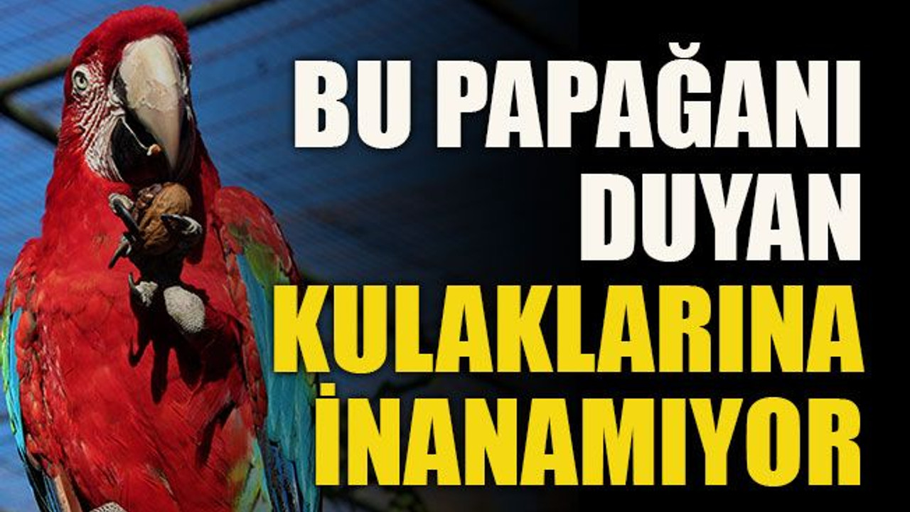 Bu papağanı duyan kulaklarına inanamıyor
