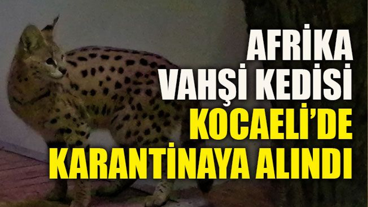 Afrika vahşi kedisi Kocaeli’de karantinaya alındı