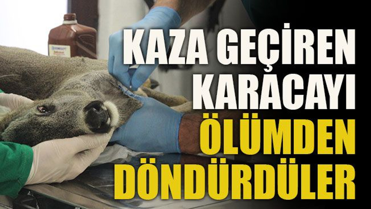 Kaza geçiren karacayı ölümden döndürdüler