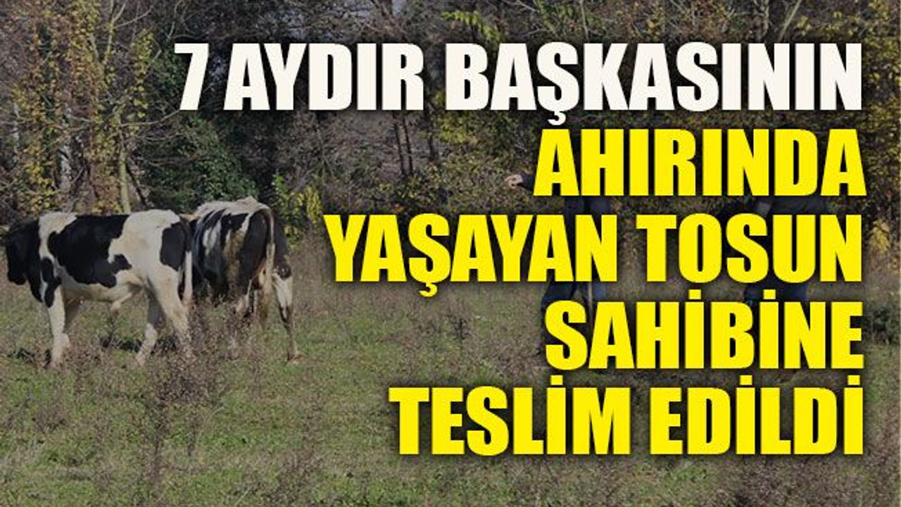 7 aydır başkasının ahırında yaşayan tosun sahibine teslim edildi