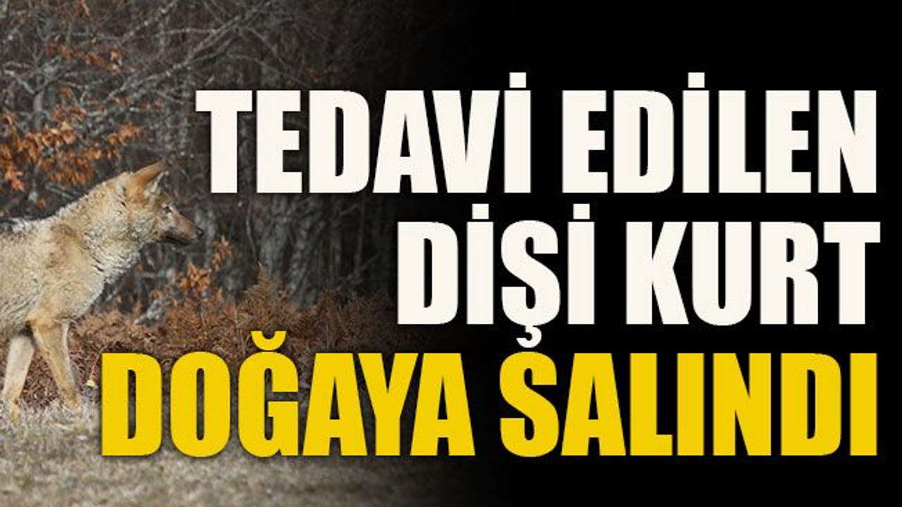 Tedavi edilen dişi kurt doğaya salındı