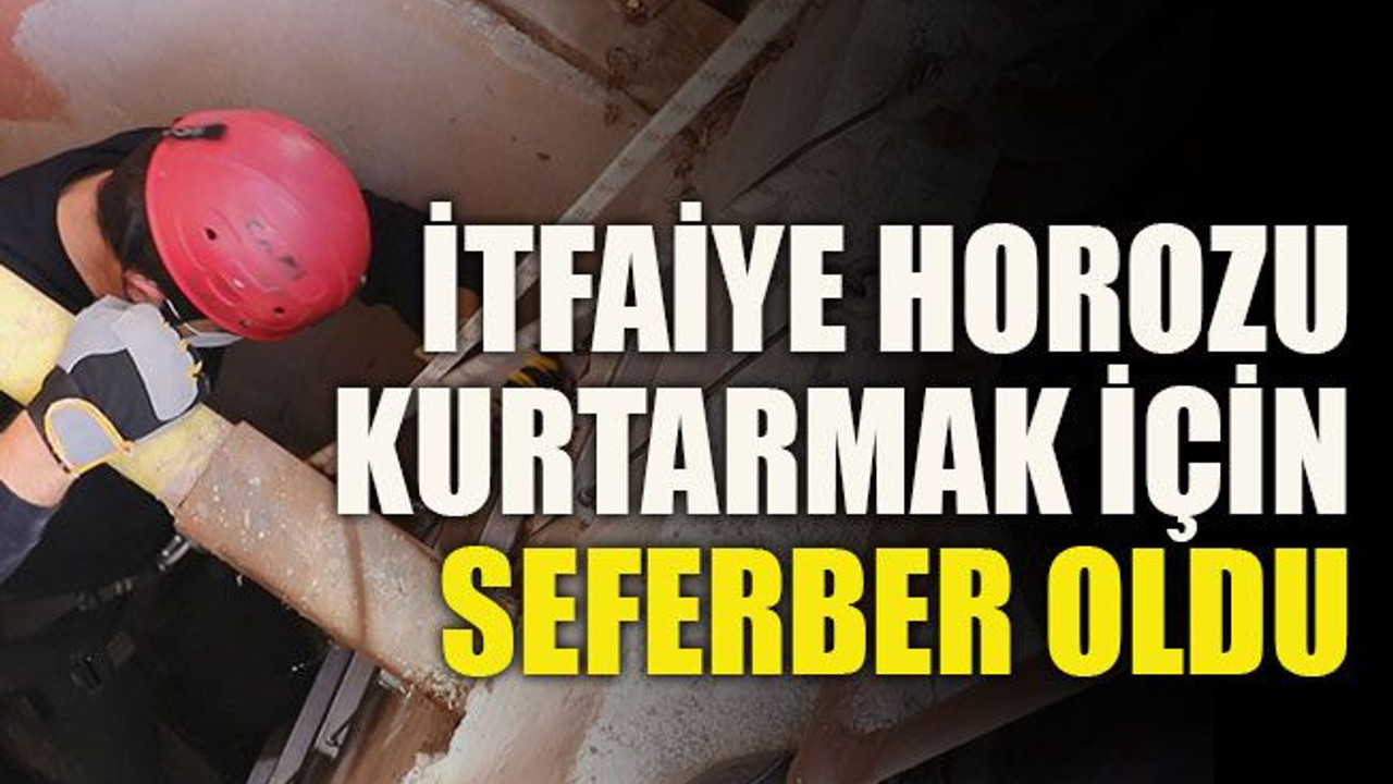 İtfaiye horozu kurtarmak için seferber oldu