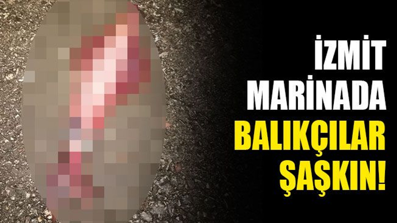 İzmit marinada balıkçılar şaşkın!