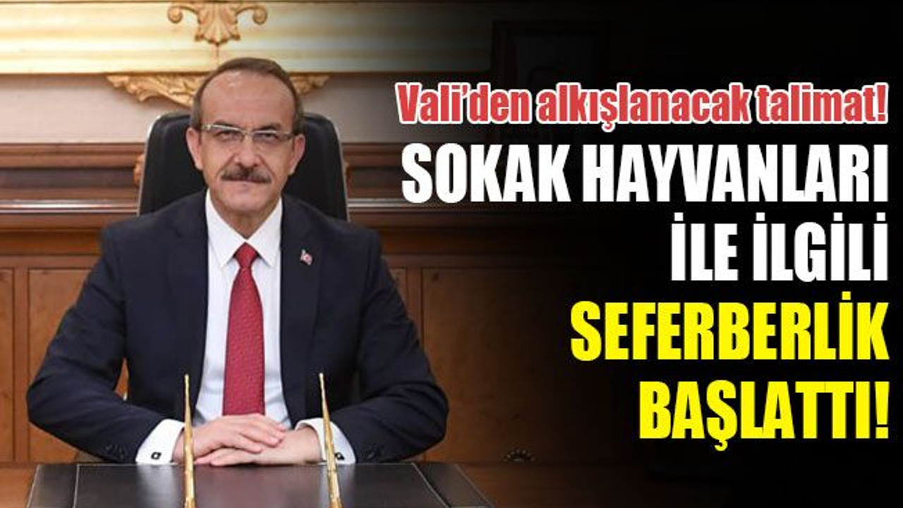 Vali Yavuz'dan sokak hayvanları ile ilgili alkışlanacak talimat!
