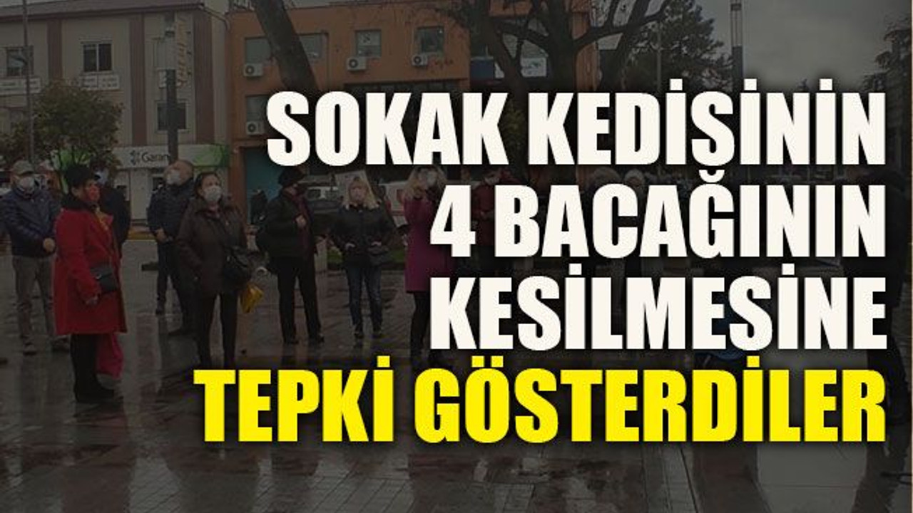 Sokak kedisinin 4 bacağını kesilmesine tepki gösterdiler