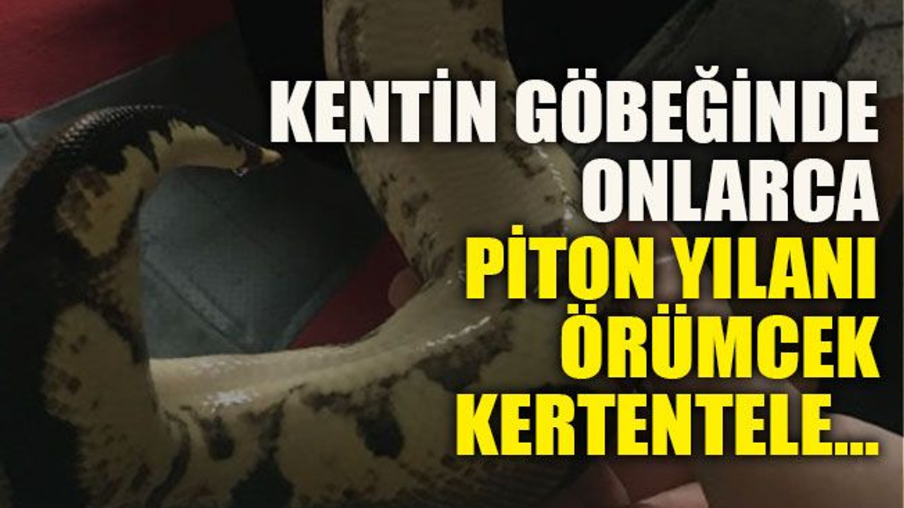 Kentin göbeğinde onlarca piton yılanı, örümcek, kertentele…
