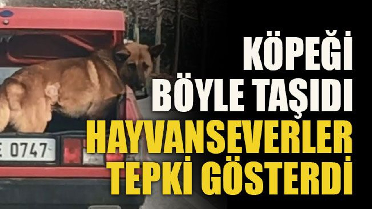 Köpeği böyle taşıdı hayvanseverler tepki gösterdi