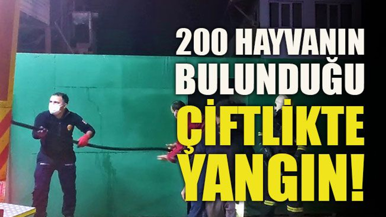 200 hayvanın bulunduğu çiftlikte yangın!