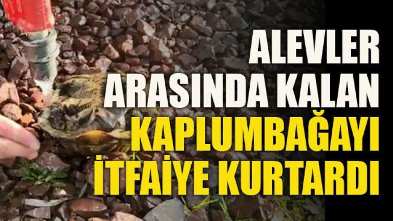 Alevler arasında kalan kaplumbağayı itfaiye kurtardı