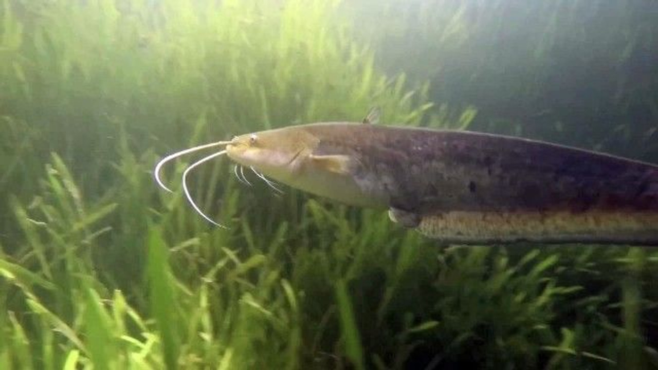Sapanca Gölü’nü ilk kez böyle göreceksiniz